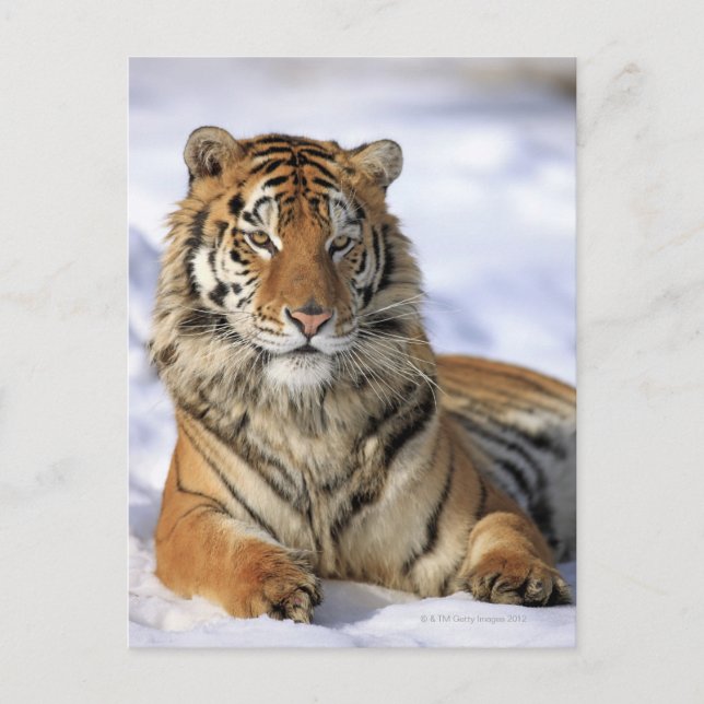 Postal Tigre siberiano (Panthera tigris altaica) Asia (Anverso)