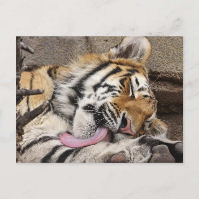 Postal Tigre siberiano Panthera tigris altaica lamiendo (Anverso)