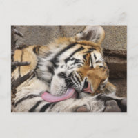 Tigre siberiano Panthera tigris altaica lamiendo