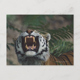 Postal Tigre Siberiano (Panthera Tigris) Bares Fangs