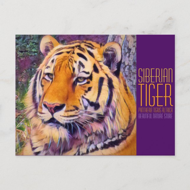 Postal Tigre siberiano [postal] (Anverso)