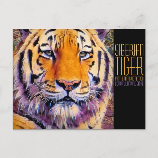 Postal Tigre siberiano [postal] (Anverso)