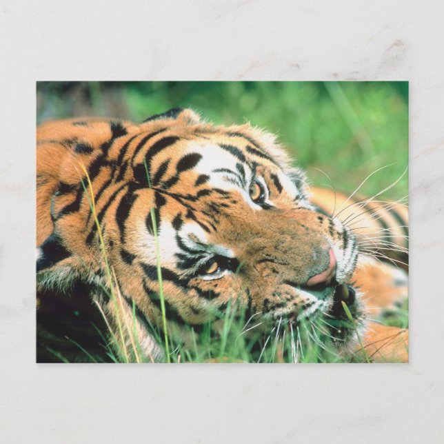 Postal Tigre tendido en la hierba (Anverso)