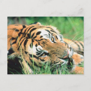 Postal Tigre tendido en la hierba