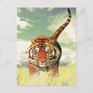 Postal ¡Tigre tigre!