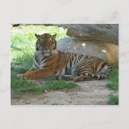 Postal Tigre, tigre real de Bengala