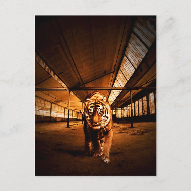 Postal Tigre urbano (Anverso)