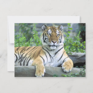 Postal Tigre vibrante de primer plano