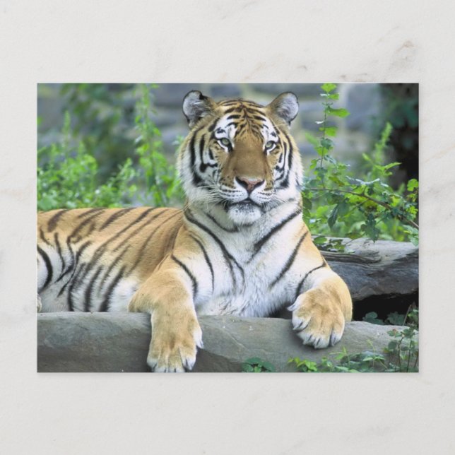 Postal Tigre vibrante de primer plano (Anverso)