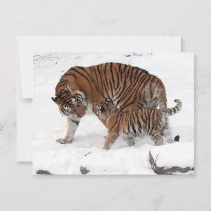 Postal Tigre y cachorro en la nieve