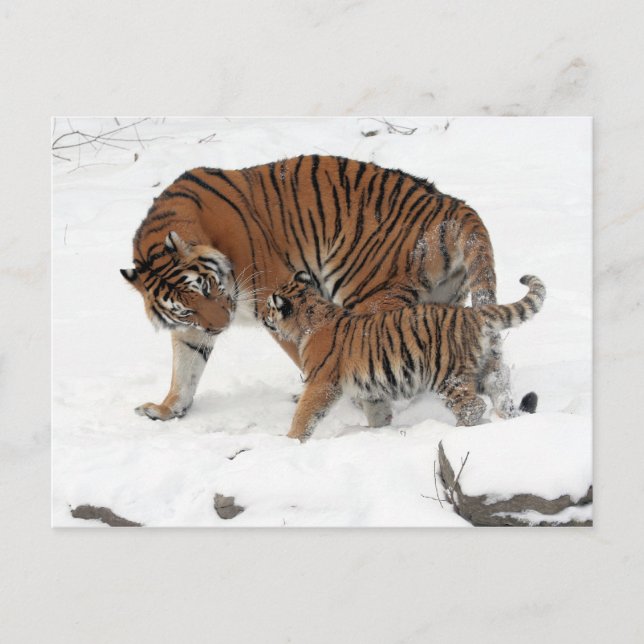 Postal Tigre y cachorro siberianos (Anverso)