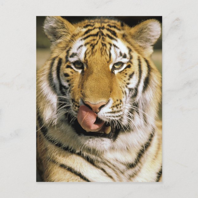Postal Tigre Zoológico de Michigan (Anverso)
