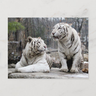 Postal Tigres blancos