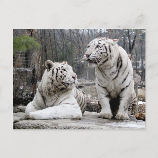 Postal Tigres blancos (Anverso)