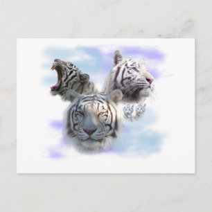 Postal Tigres blancos