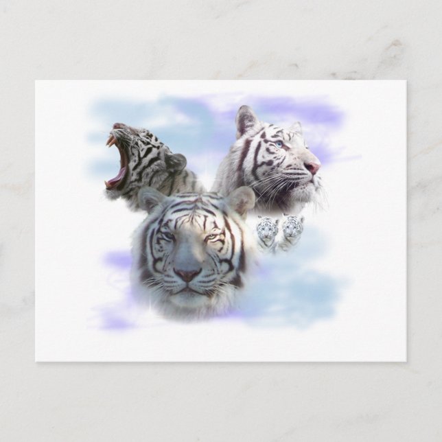 Postal Tigres blancos (Anverso)