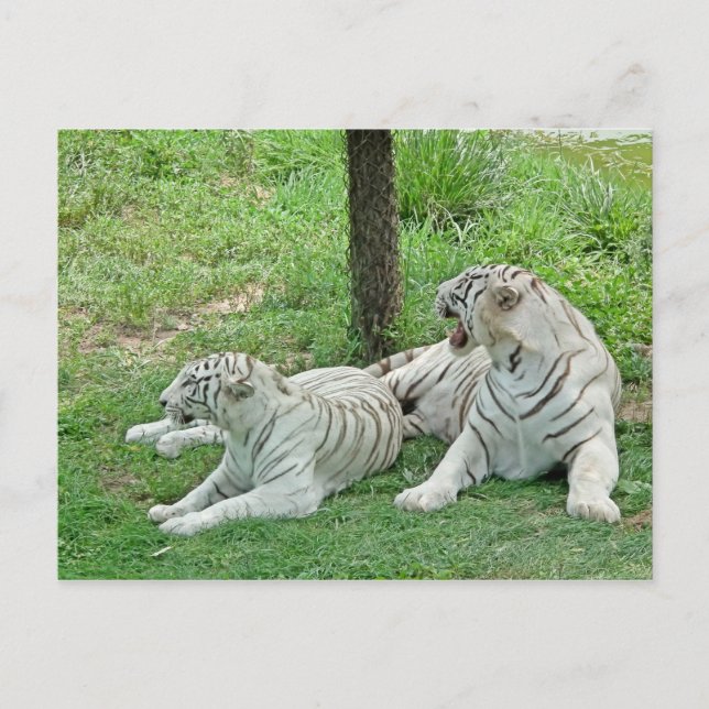 Postal Tigres blancos (Anverso)