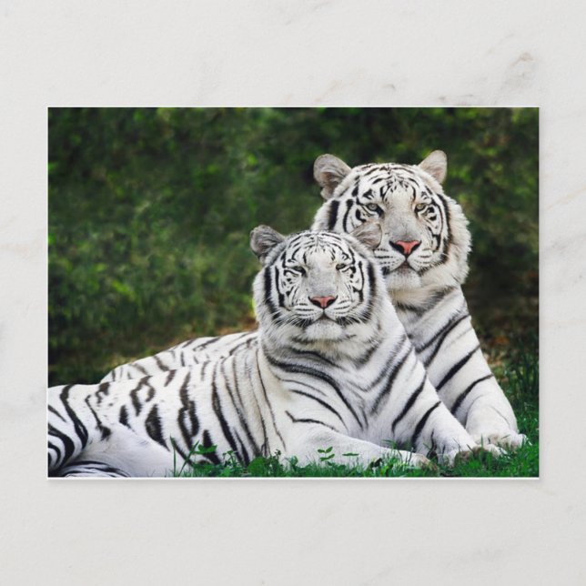 Postal Tigres blancos hermosos (Anverso)