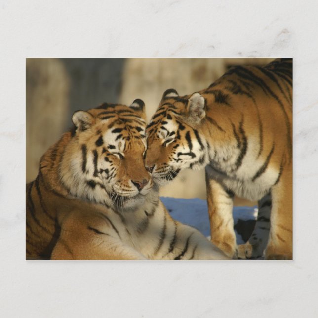Postal Tigres cariñosos (Anverso)