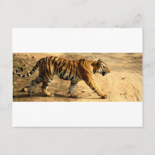Postal Tigres de alta graduación
