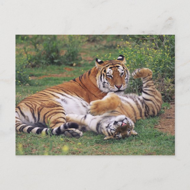 Postal Tigres de Bengala jugando (Anverso)