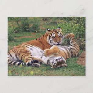 Postal Tigres de Bengala jugando
