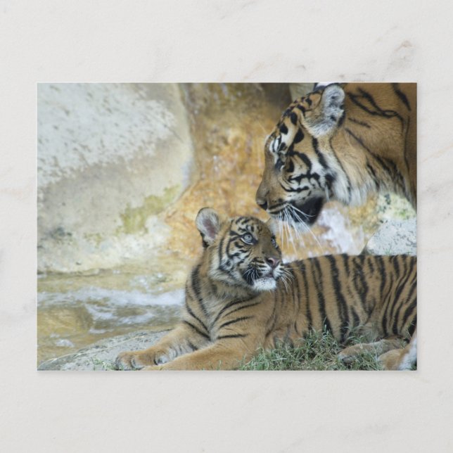 Postal Tigres de Bengala relajándose (Anverso)