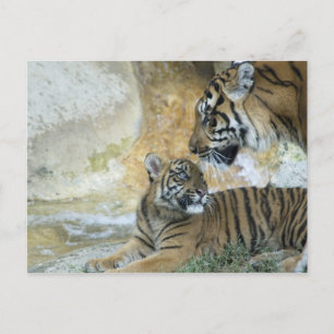 Postal Tigres de Bengala relajándose