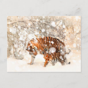 Postal Tigres de invierno