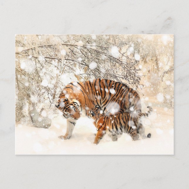 Postal Tigres de invierno (Anverso)