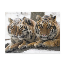 Tigres de invierno se enfrascan en la nieve