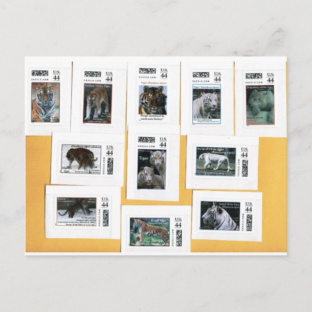 Postal Tigres de los 4 colores (Anverso)