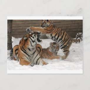 Postal Tigres de nieve
