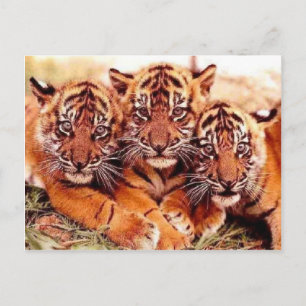 Postal Tigres en fotos silvestres - Tarjetas, tees, regal