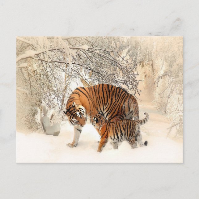 Postal tigres en la nieve (Anverso)