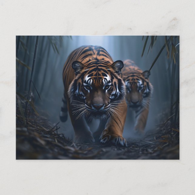 Postal Tigres majestuosos en una jungla niebla (Anverso)