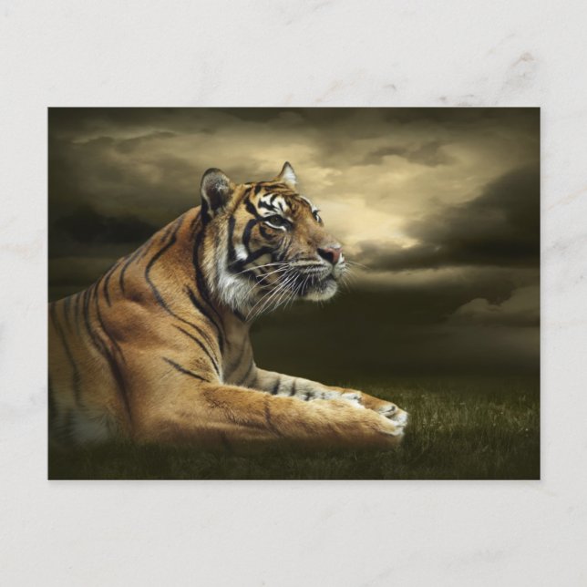 Postal Tigres mirando y sentados bajo un cielo dramático (Anverso)