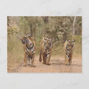 Postal Tigres Reales de Bengala en la pista, Ranthambhor