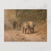 Tigres reales de Bengala en movimiento, Ranthambho