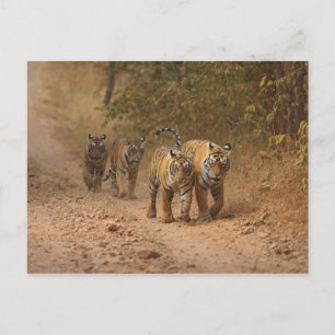 Postal Tigres reales de Bengala en movimiento, Ranthambho
