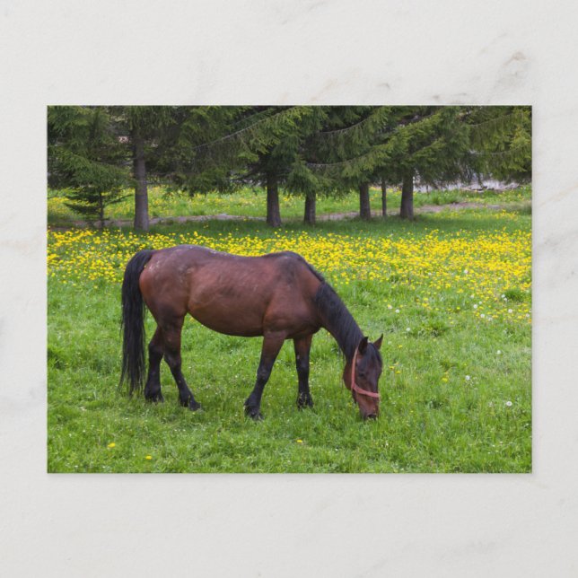 Postal Tihuta Pass, Horse in Pasture (Anverso)