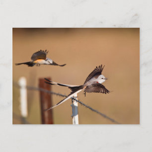 Postal Tijereta (Tyrannus Forficatus)