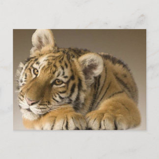 Postal tijgertje