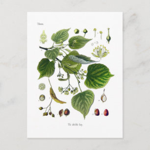 Postal tilia ulmifolia