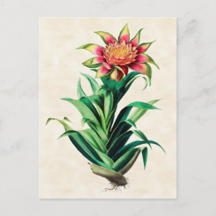 Postal Tillandria Vintage Botanical