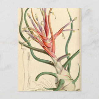 Postal Tillandsia bulbosa