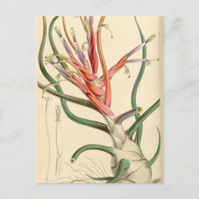 Postal Tillandsia bulbosa (Anverso)