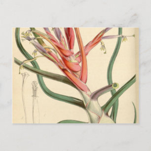 Postal Tillandsia bulbosa