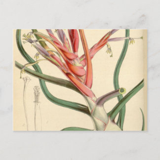 Postal Tillandsia bulbosa
