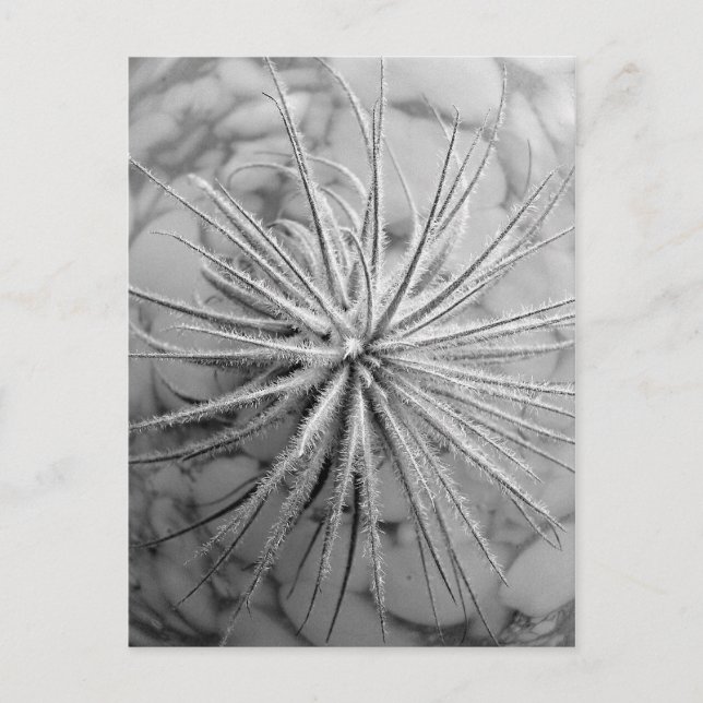 Postal Tillandsia tectorum (Anverso)